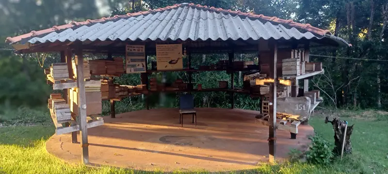 Abelha Cacau