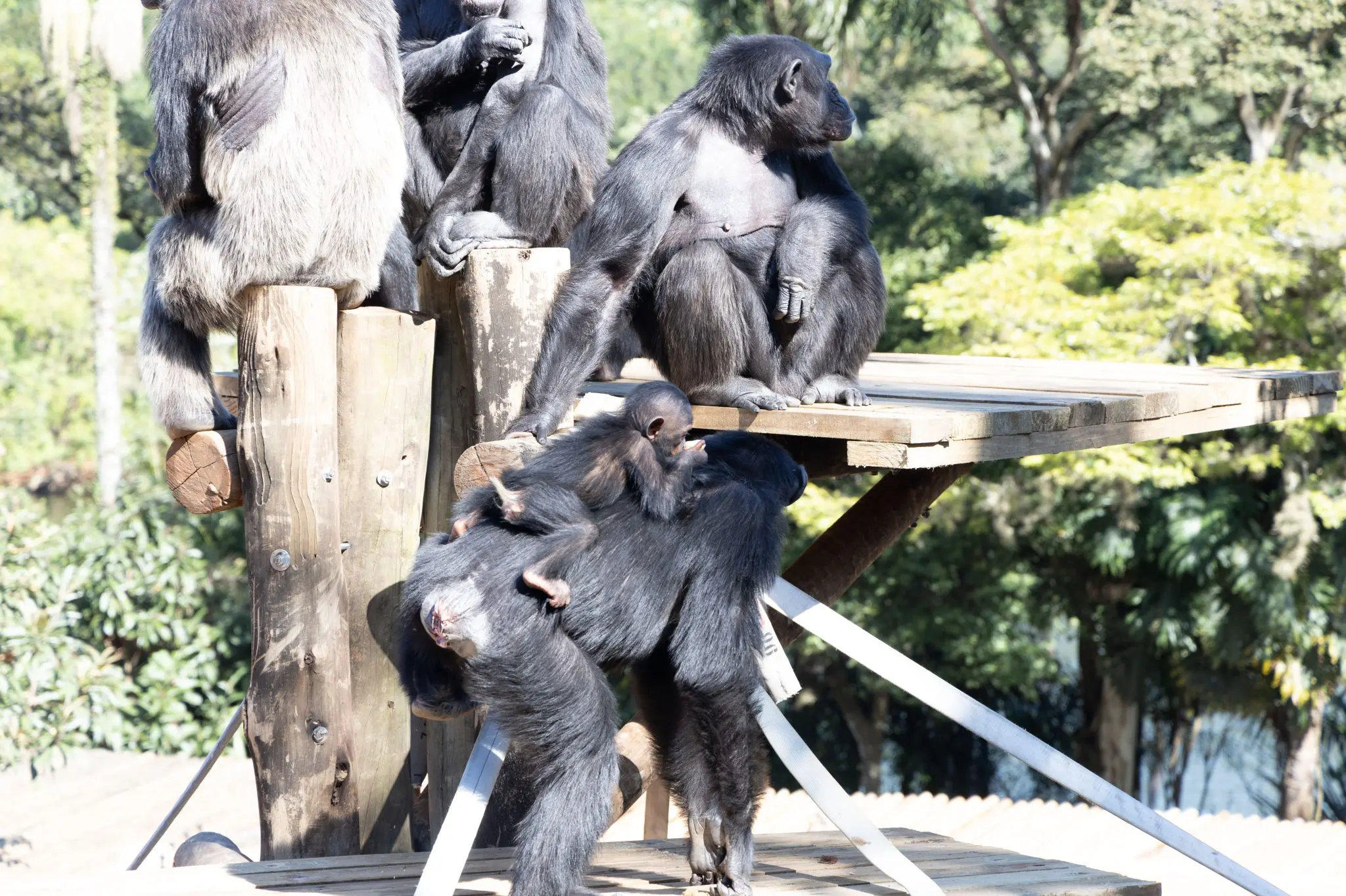 Chimpanzés do Zoológico de São Paulo. Local dos animais ganhou reforma (Foto: Divulgação)