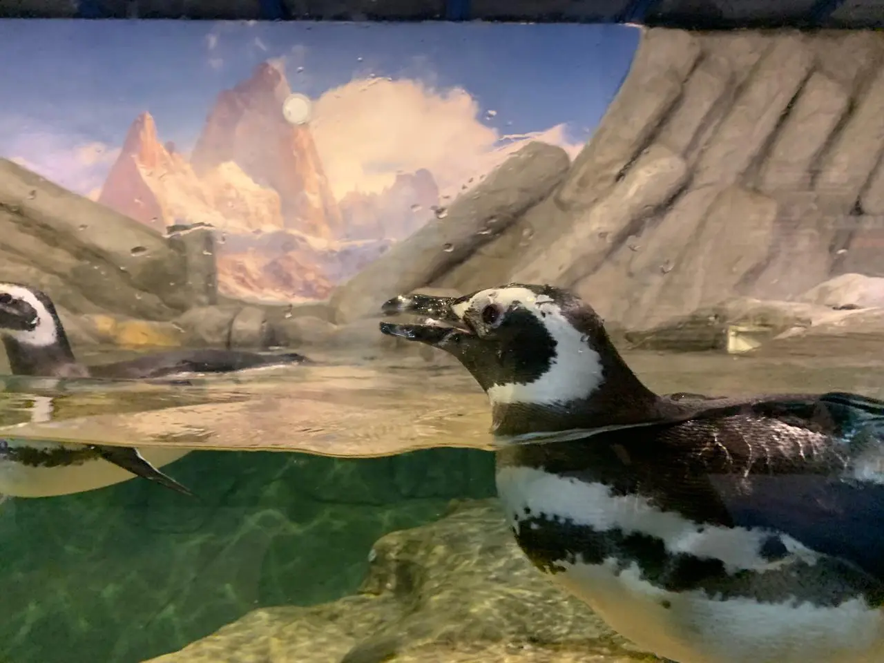 Pinguim-de-magalhães do Zoológico de SP