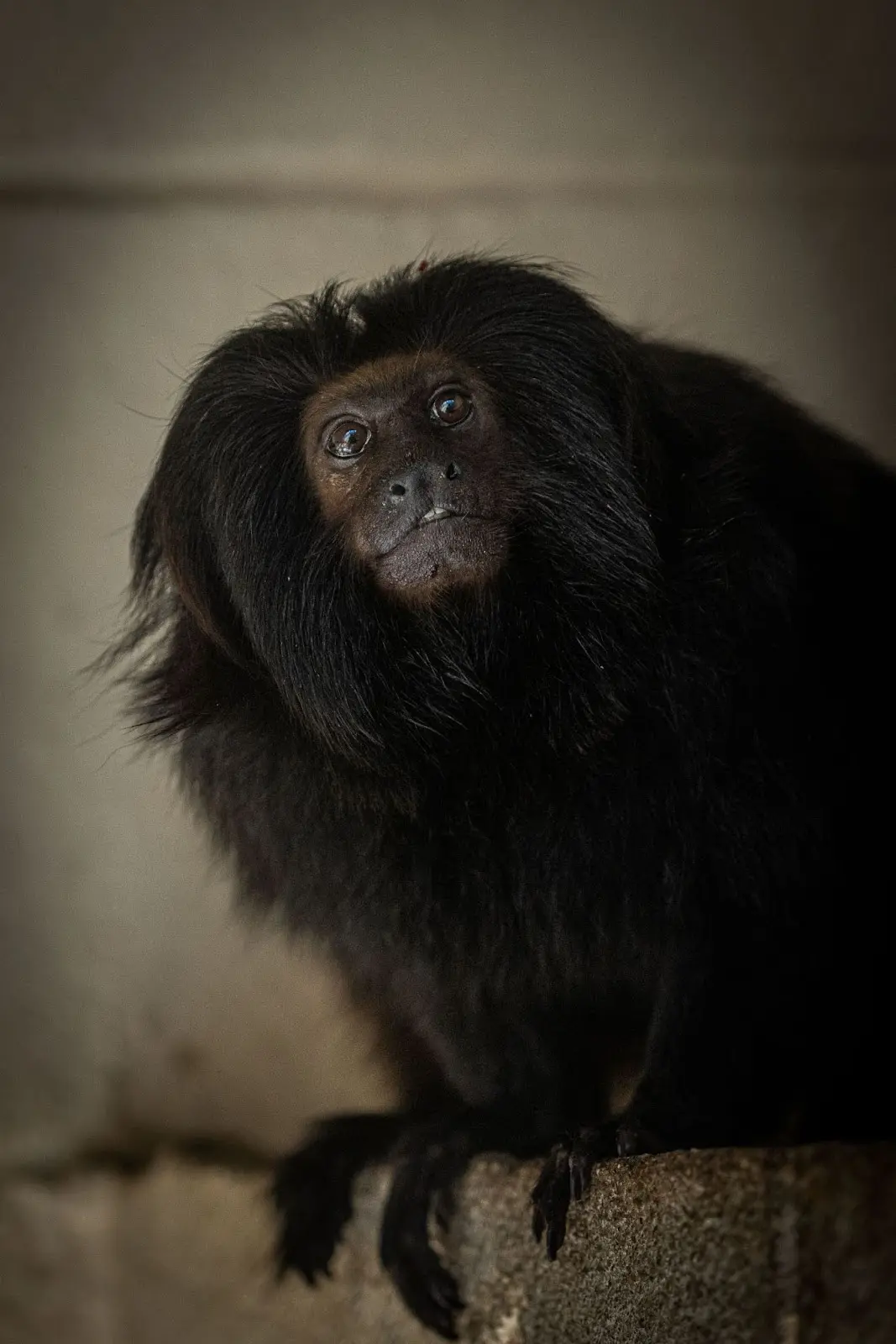 Mico-leão-preto - Foto: Zoológico de São Paulo