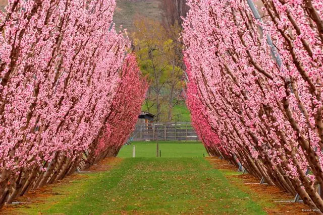Cromwell Orchard em Central Otago, Nova Zelí¢ndiaell, Central Otago, South Island, New Zealand