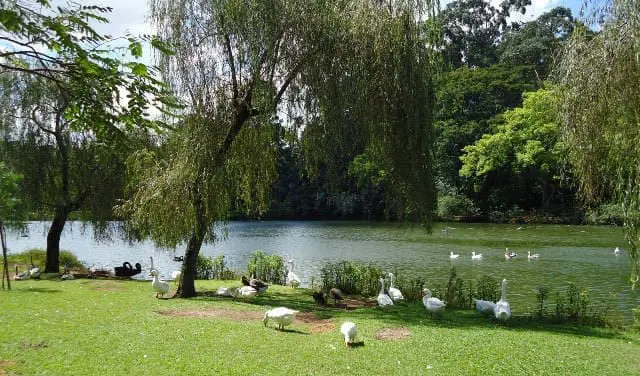 Parque_Ibirapuera_Lago_01_15