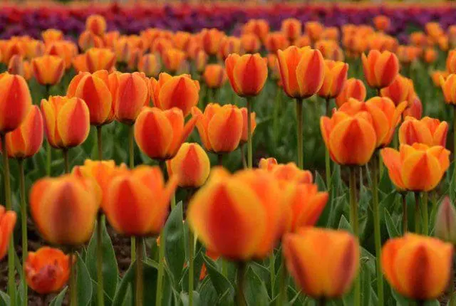 Tulipas no Indira Gandhi Memorial Tulip Garden, maior jardim desse tipo de flor na Ásia (Foto: Tauseef Mustafa /AFP)