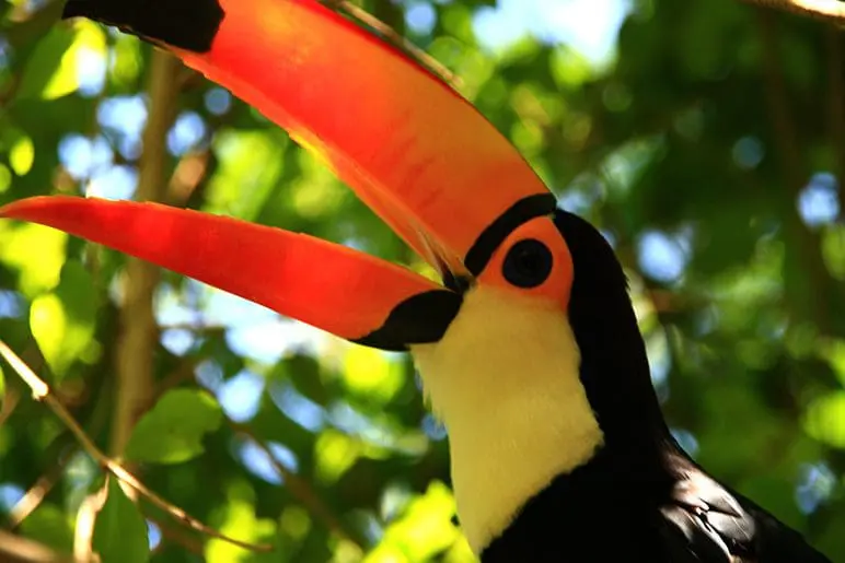 Uma viagem à Terra das Cachoeiras propicia aos que madrugam observar macacos e aves, como o tucano