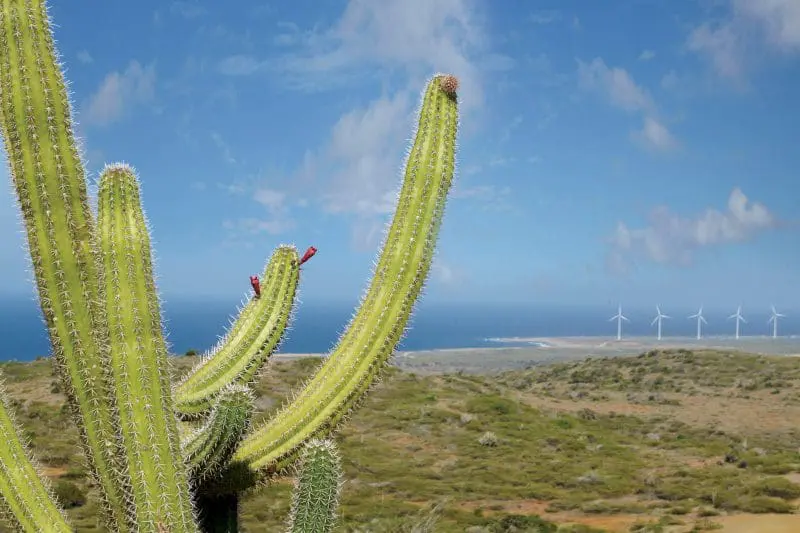 aruba