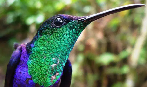 O avistamento de aves (birdwatching) movimenta cerca de U$ 80 bi por ano. De cada cinco espécies de aves no mundo, uma é da Colômbia (Foto: divulgação)