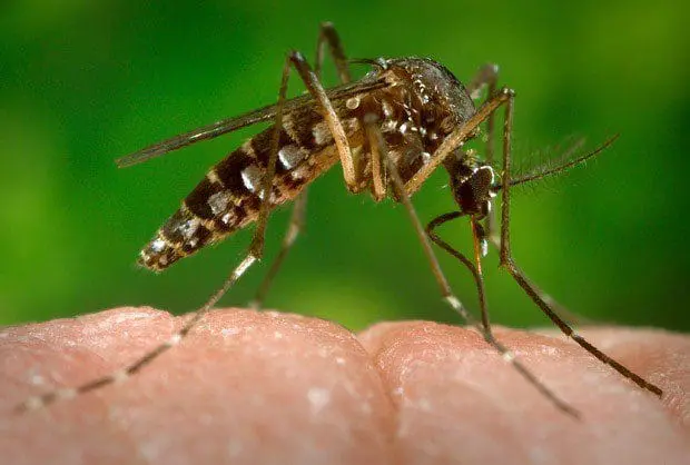 Zika_Virus_AFP_02_16