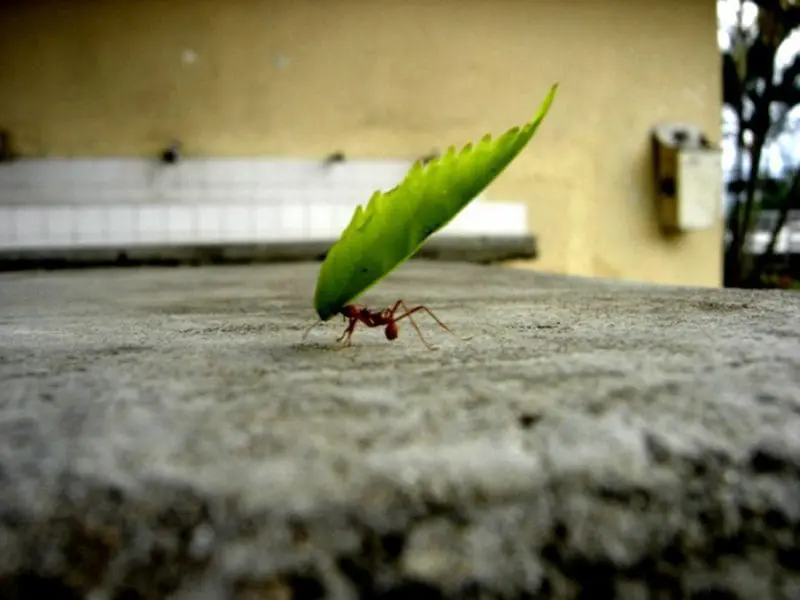 effort-invest-time-like-ant