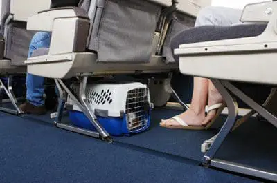 pets