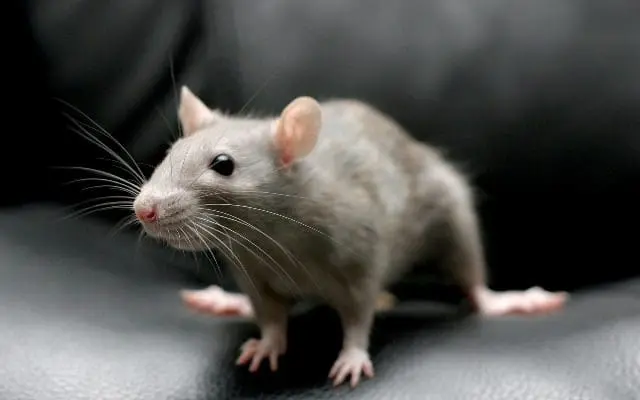 mouse_7_16