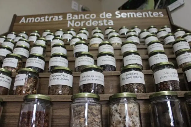O banco de sementes, abriga cerca de 150 milhões de unidades de 130 espécies nativas oriundas do Cerrado, da Mata Atlântica e da Caatinga