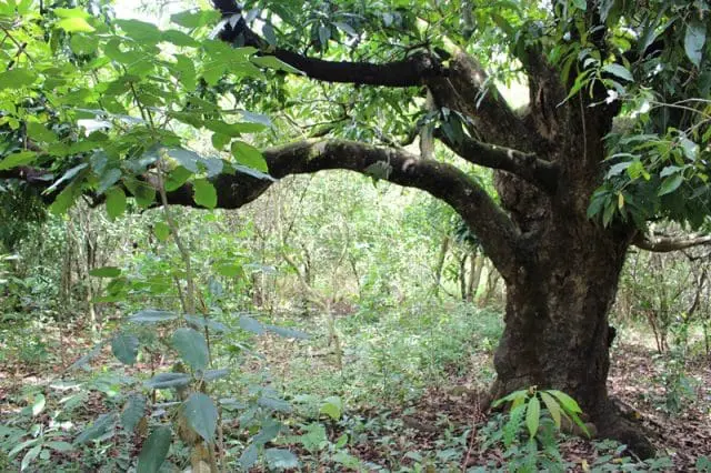 Preservação das nascentes: desde 2009, já foram plantadas quase 500 mil mudas de mais de 100 espécies nativas da região
