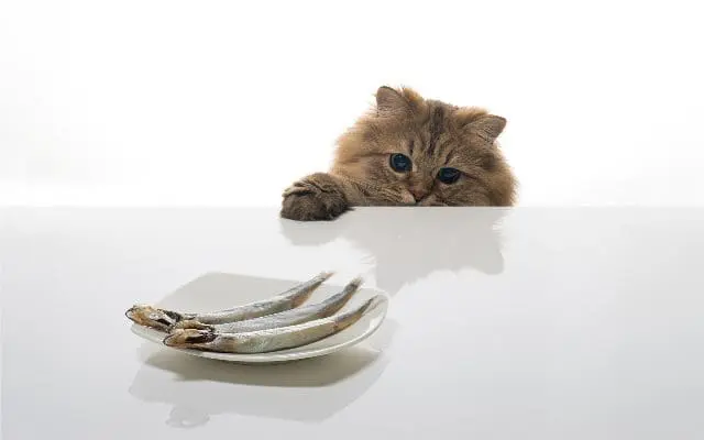 cat-and_fish