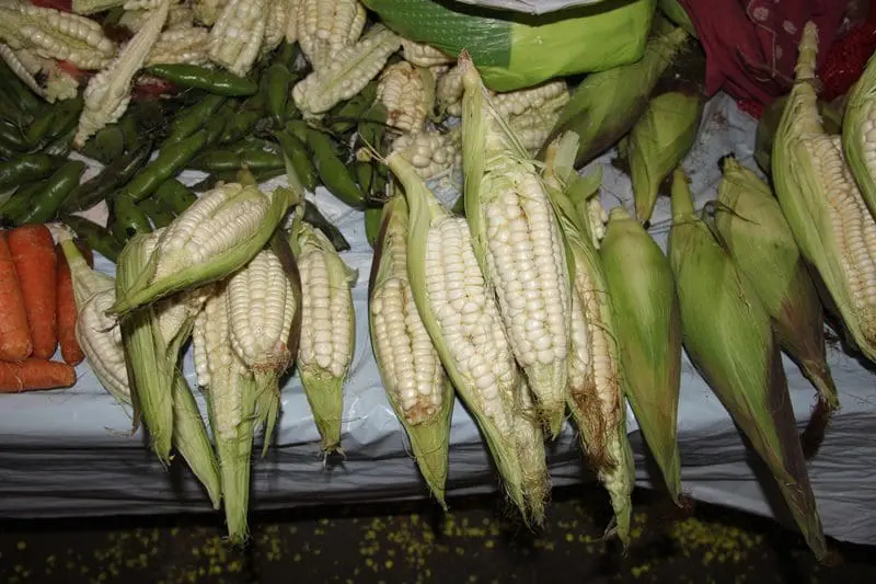 Maiz blanco gigante, produto exportação do Vale Sagrado (Foto: Paulo Atzingen)