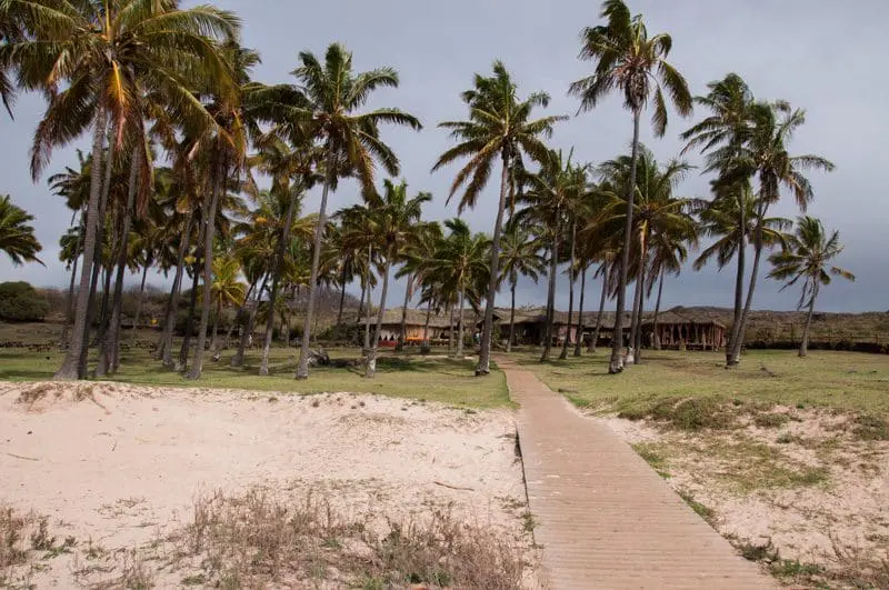 Os coqueiros que decorram a praia de Anakena lembram, por sua distribuição tamanho e bailado, os coqueiros do Jardim de Alá, em Salvador