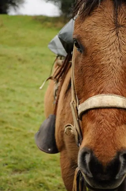 Cavalo Euro: dócil