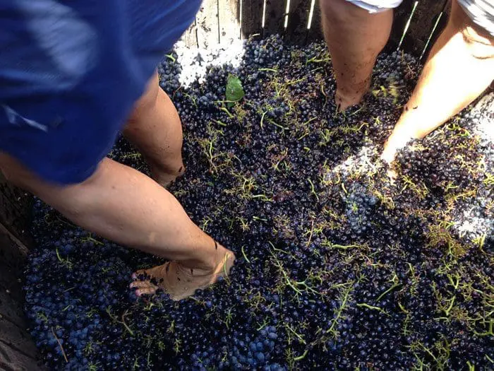 Pisar uvas ainda é um processo utilizado em algumas vinícolas uruguaias para a produção de vinhos mais específicos (Crédito: divulgação)