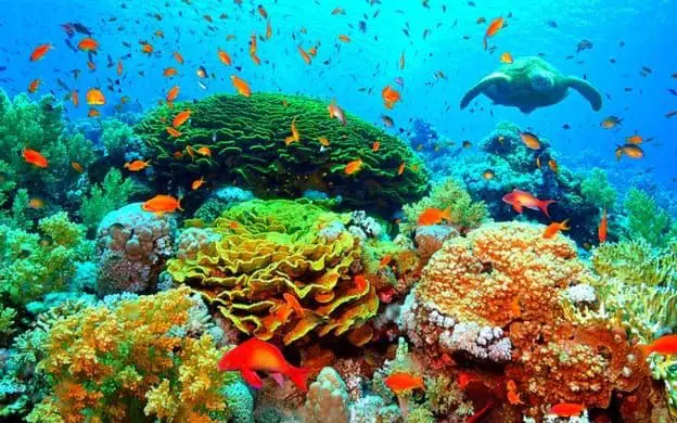 Coral