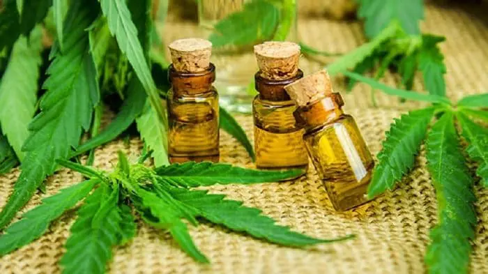 oleo-cannabis diario do turismo