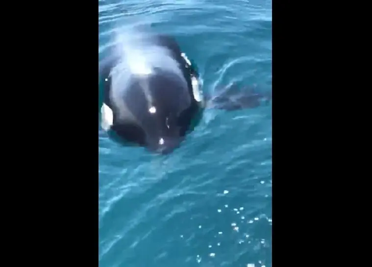 Orca santa CAtarina