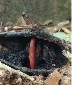 O que significa essa imagem? É um Jatobá.
