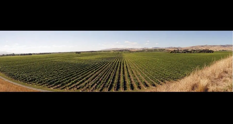 Vinhedo argentino 3 2021