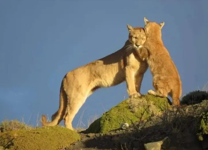 Pumas da Patagonia 4 2021