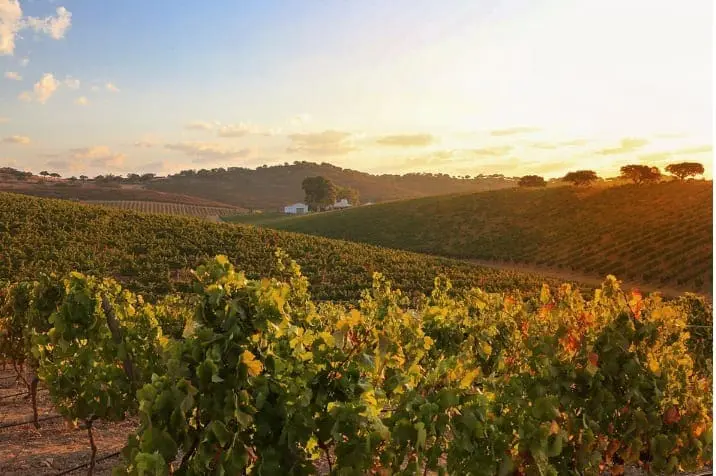 Vinho verde portugal