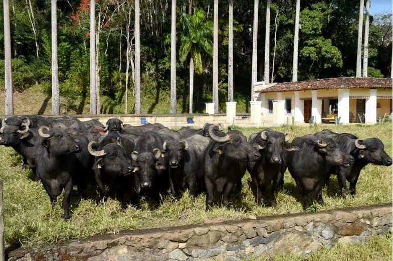 Vale do Café - Fazenda Alliança búfalos