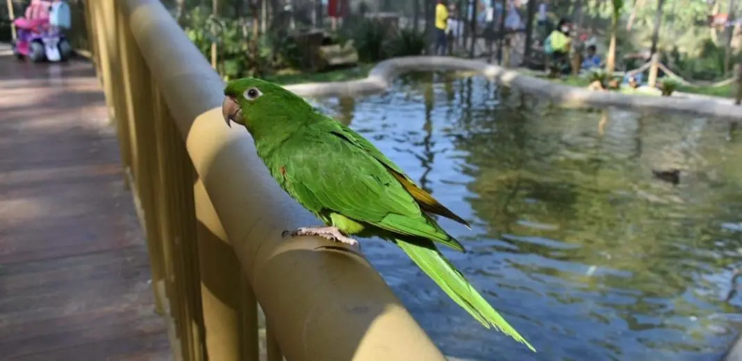 Bioparque - papagaio