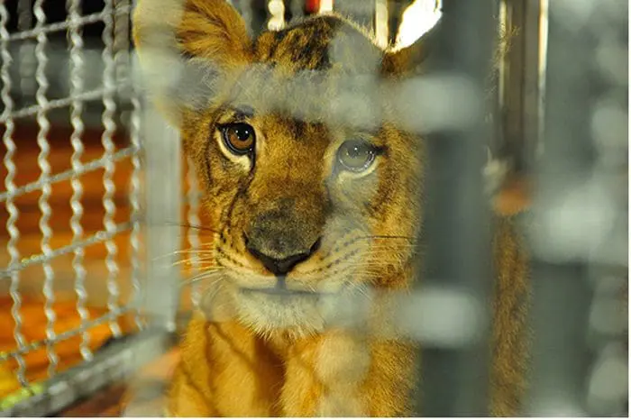 Animais explorados no turismo