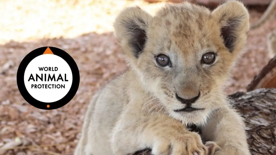 Word Animal Protection 11 2021