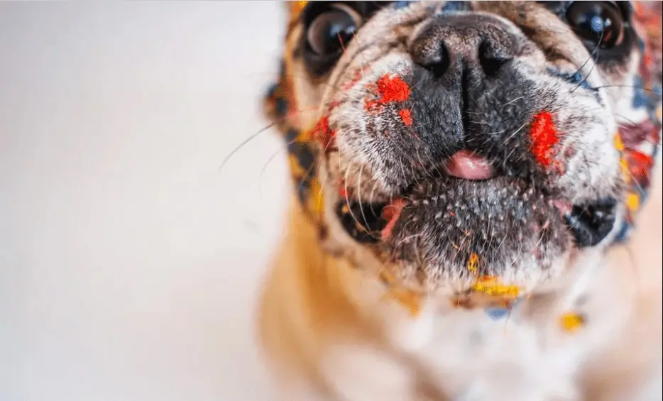 Carnaval bom pra cachorro