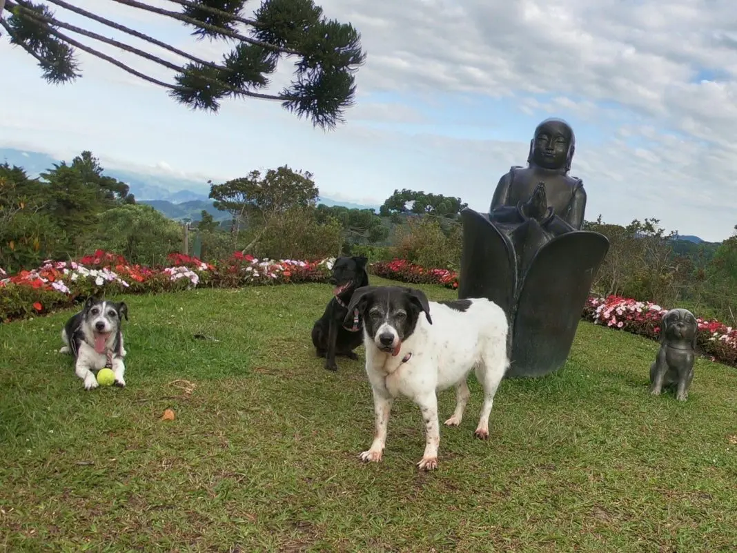 Hotel Pet Friendly em Campos do Jordão Pets no jardim do hotel Surya Pan