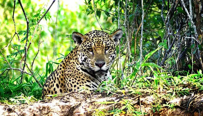 Onça pintada deitada sobre barranco na região do Pantanal (foto: Bancorbrás)