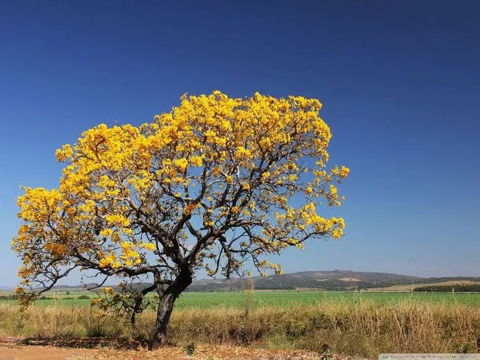 Imagem com uma árvore de Ipê Amarelo do lado esquerdo da foto. Atrás dela, um campo verde, com uma montanha ao fundo da foto.