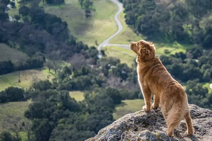 Imagem de um cachorro admirando a vista em uma montanha. O VaiComPet listou 5 destinos para viajar com pet a partir de São Paulo e conhecer de carro.