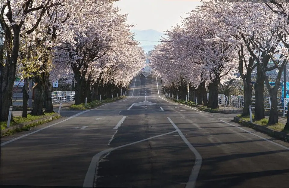 Cerejeiras do Japão