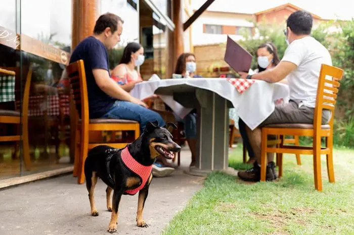 festival_ecogastronomico_de_socorro_pet_friendly O Festival Ecogastronômico de Socorro tem uma série de estabelecimentos participantes do evento que são pet friendly.