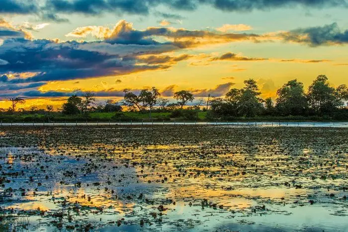 turismo_no_pantanal_conheca_o_bioma O Pantanal oferece várias opções para fazer turismo, atrações para visitar e locais para se hospedar com conforto.