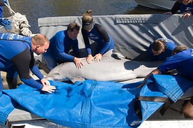 Dolphin Rescue-1