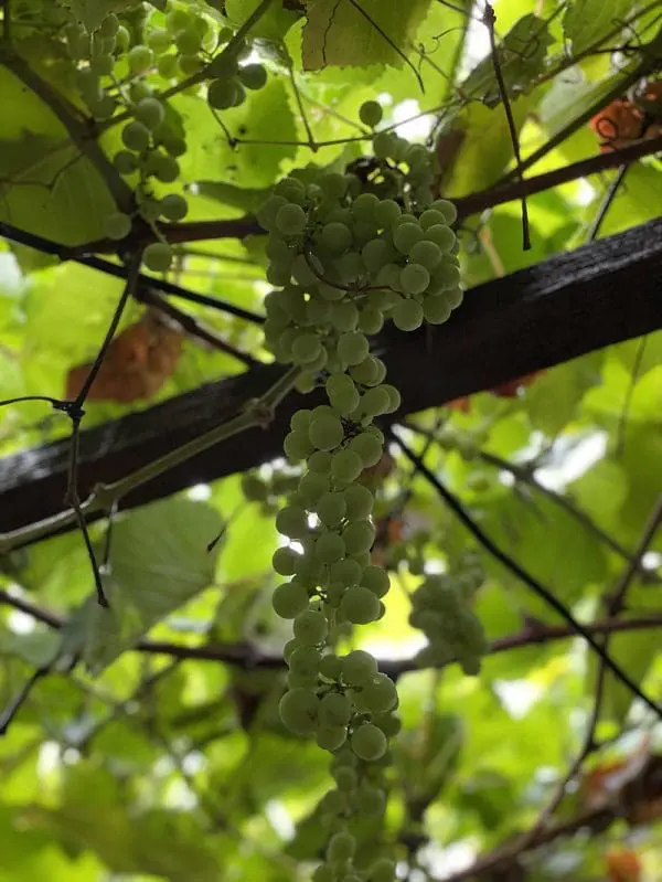 O amor pelo vinho