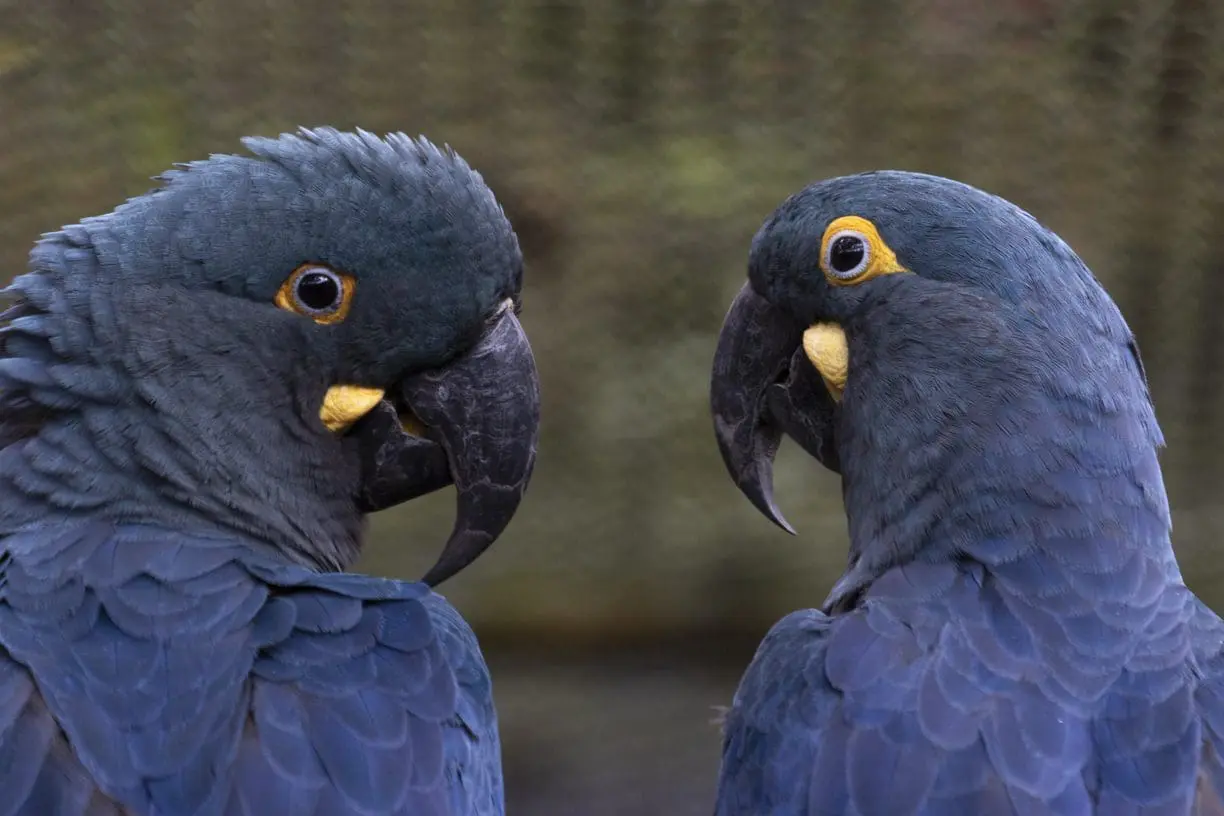zoológico