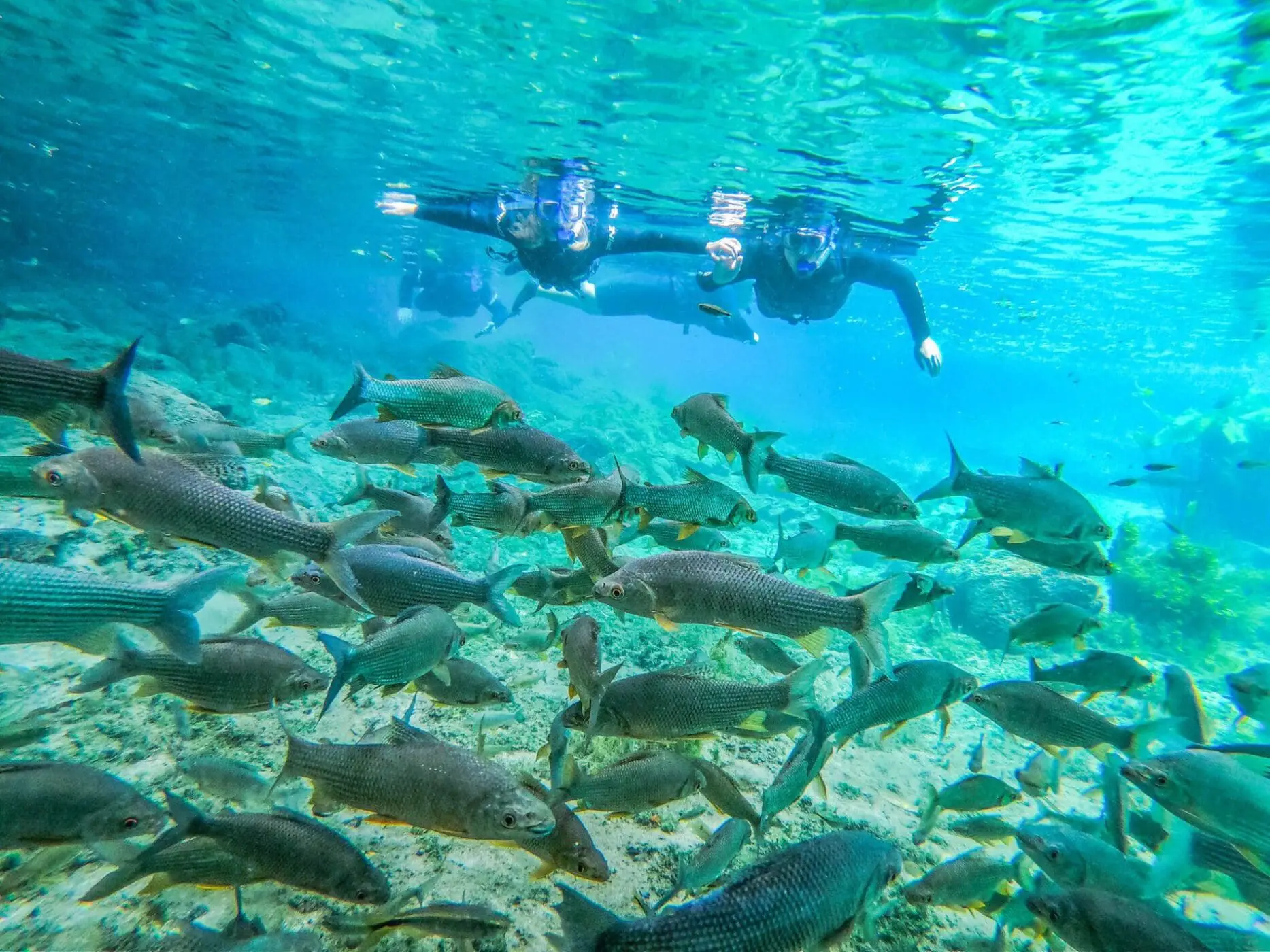 Bonito
