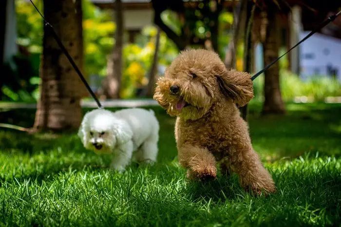 Resort pet friendly: The Westin Porto de Galinhas.