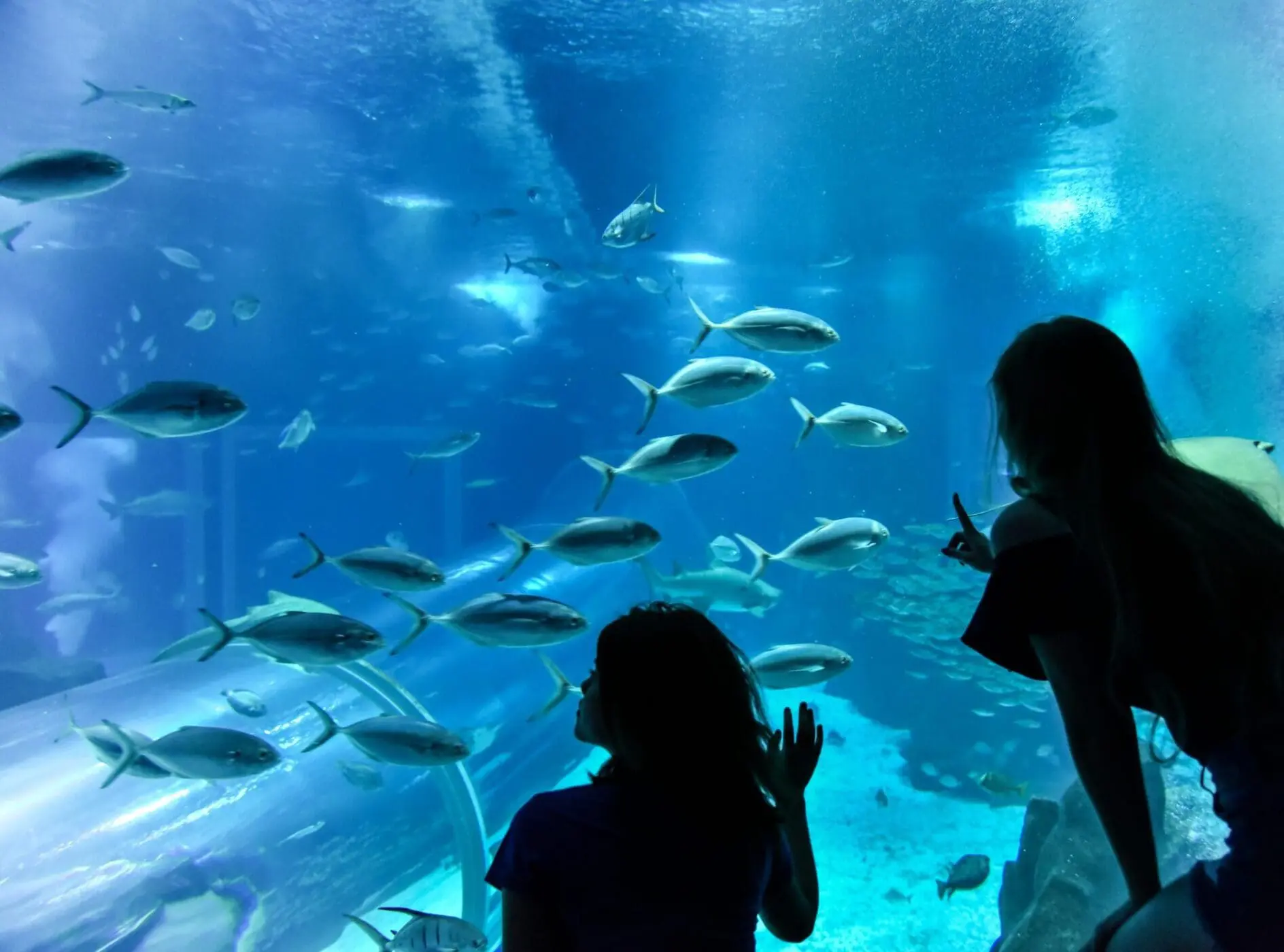 AquaRio