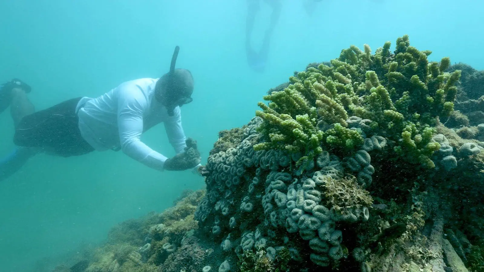 fundo_comunitario_airbnb_doa_para_wwf_brasil Homem no fundo do mar, observa coral. O Fundo Comunitário do Airbnb doa meio milhão de dólares ao WWF-Brasi