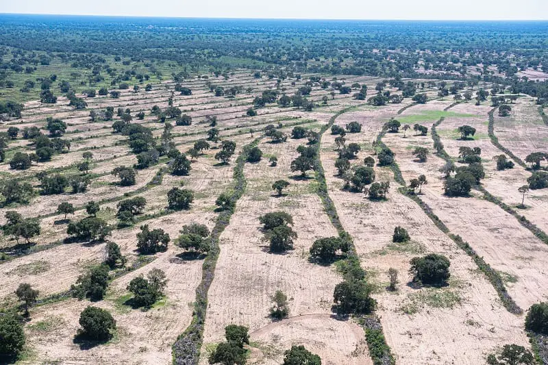SOS Pantanal