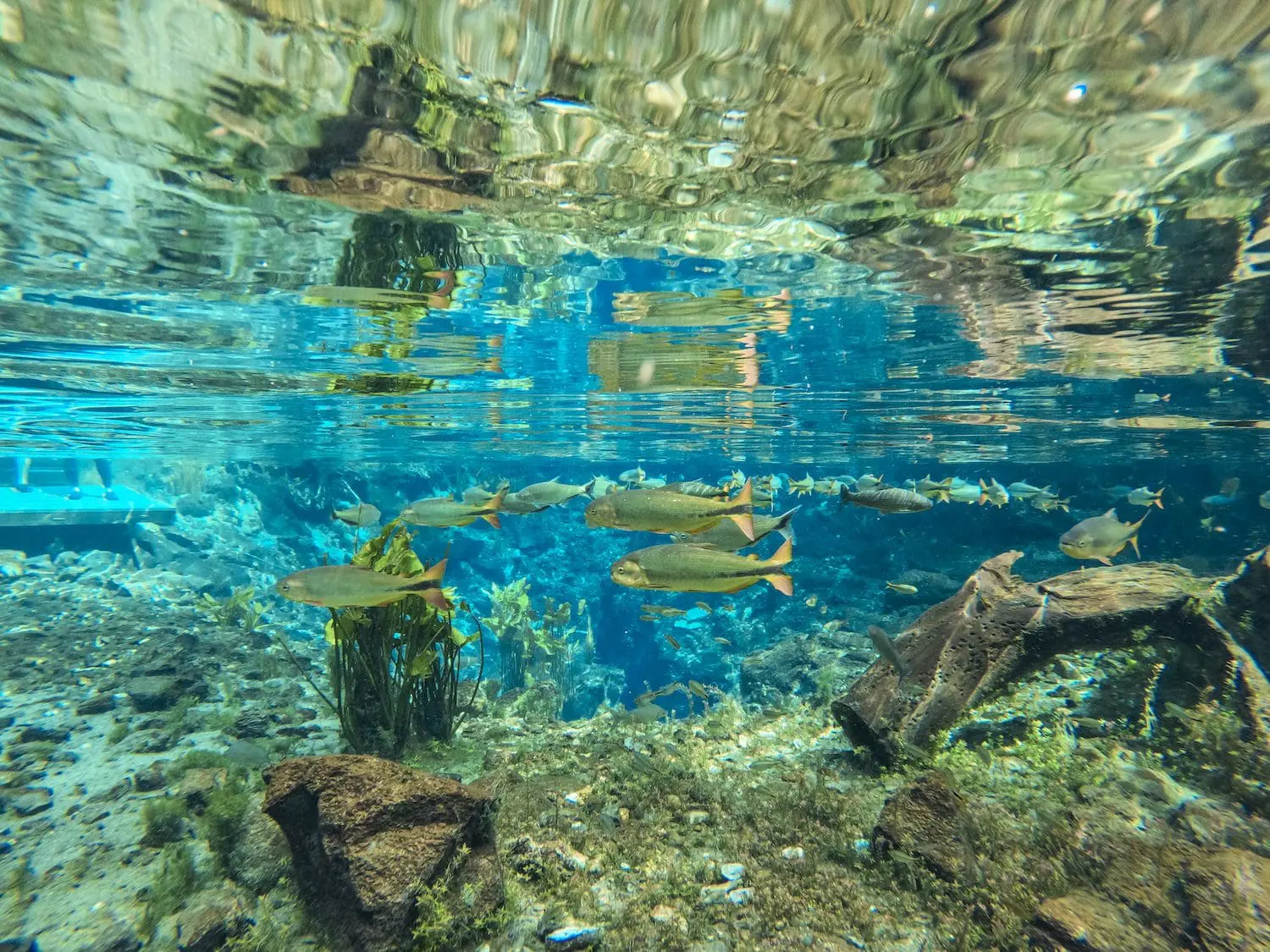 DCIM100GOPROGOPR2663.JPG Nascente Azul em Bonito