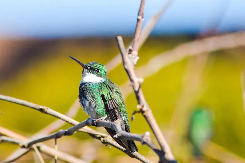 Beija-Flor Pixabay observação de aves